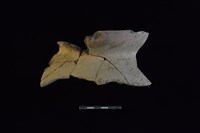 藏品(陶罐)的圖片